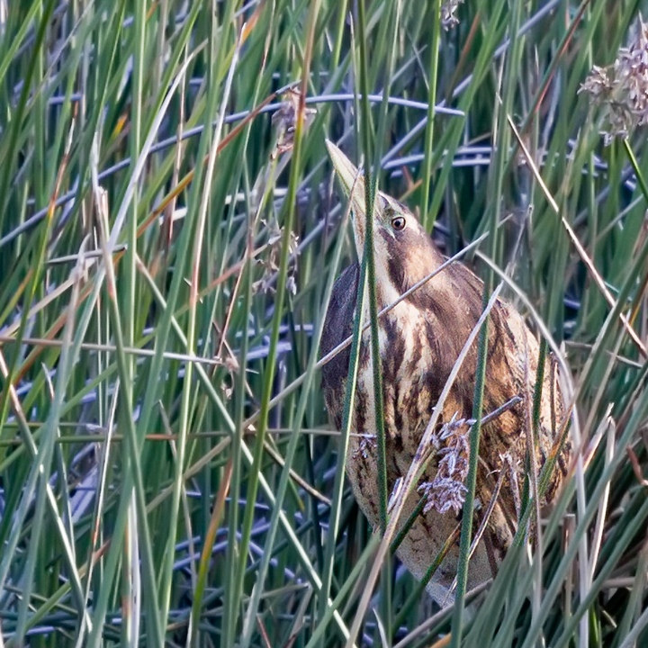 Australasian Bittern (Botaurus poiciloptilus)